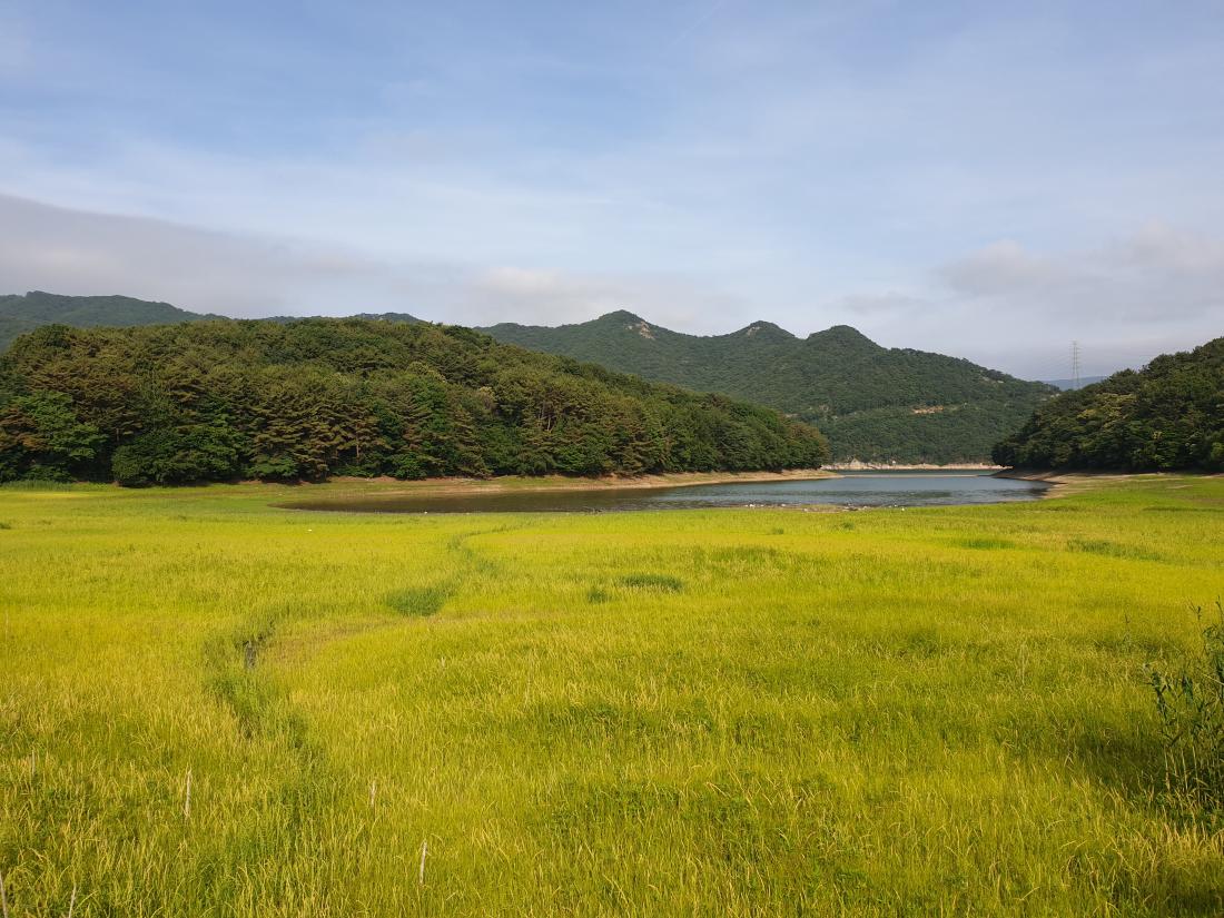 우수_초여름의 황금벌판(회동수원지).jpg