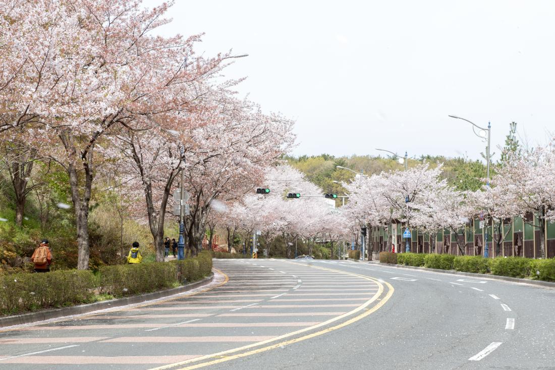20210330_금정구 도로변 벚꽃 풍경_6.jpg