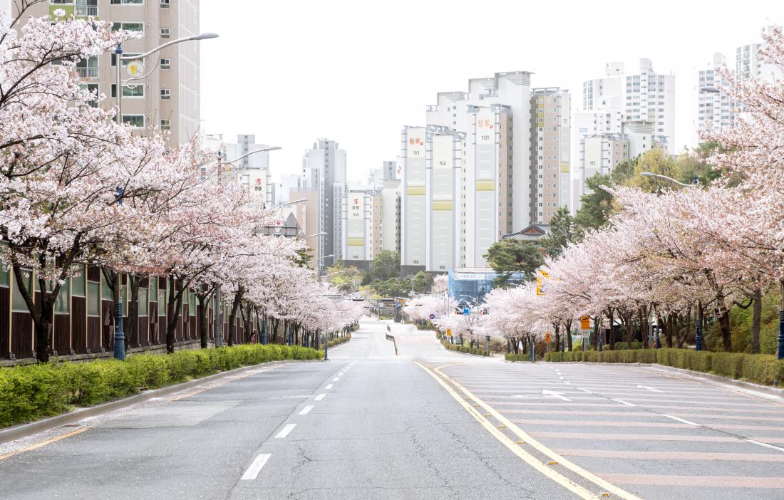 20210330_금정구 도로변 벚꽃 풍경_3.jpg