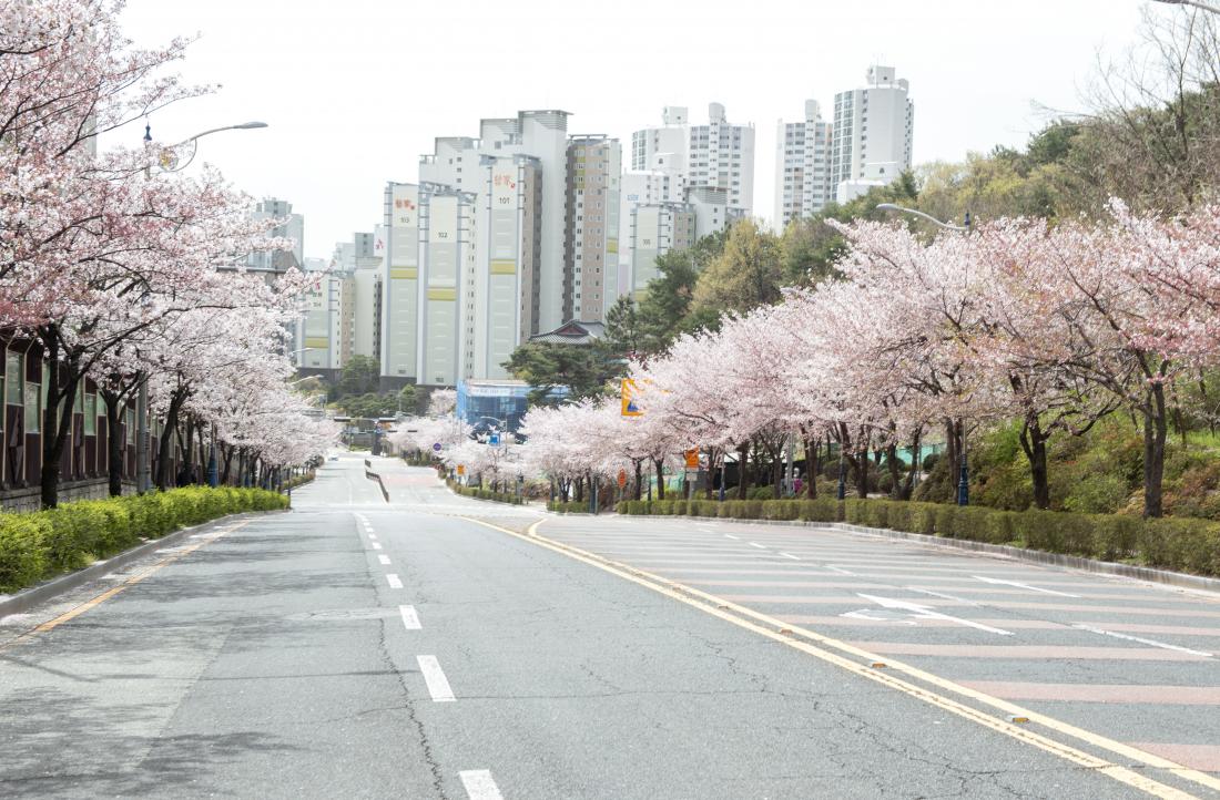20210330_금정구 도로변 벚꽃 풍경_7.jpg