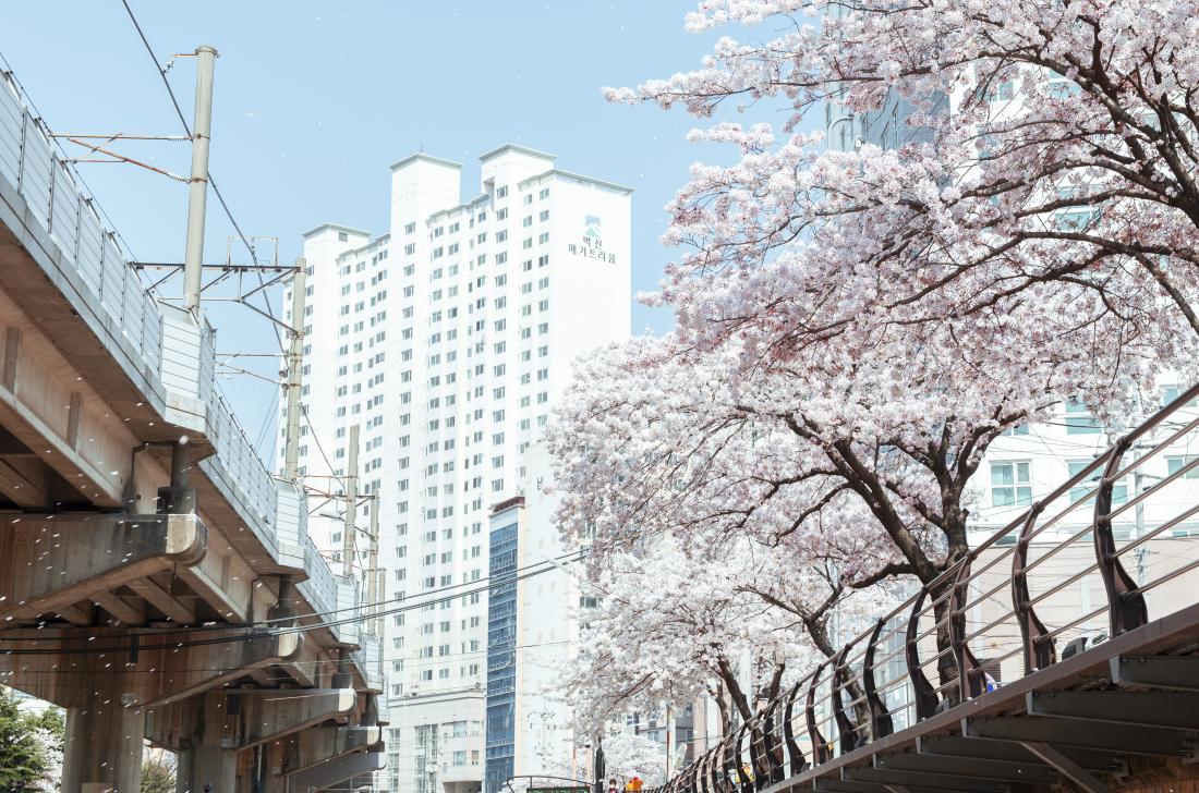 20220404_온천천의 봄_10.jpg