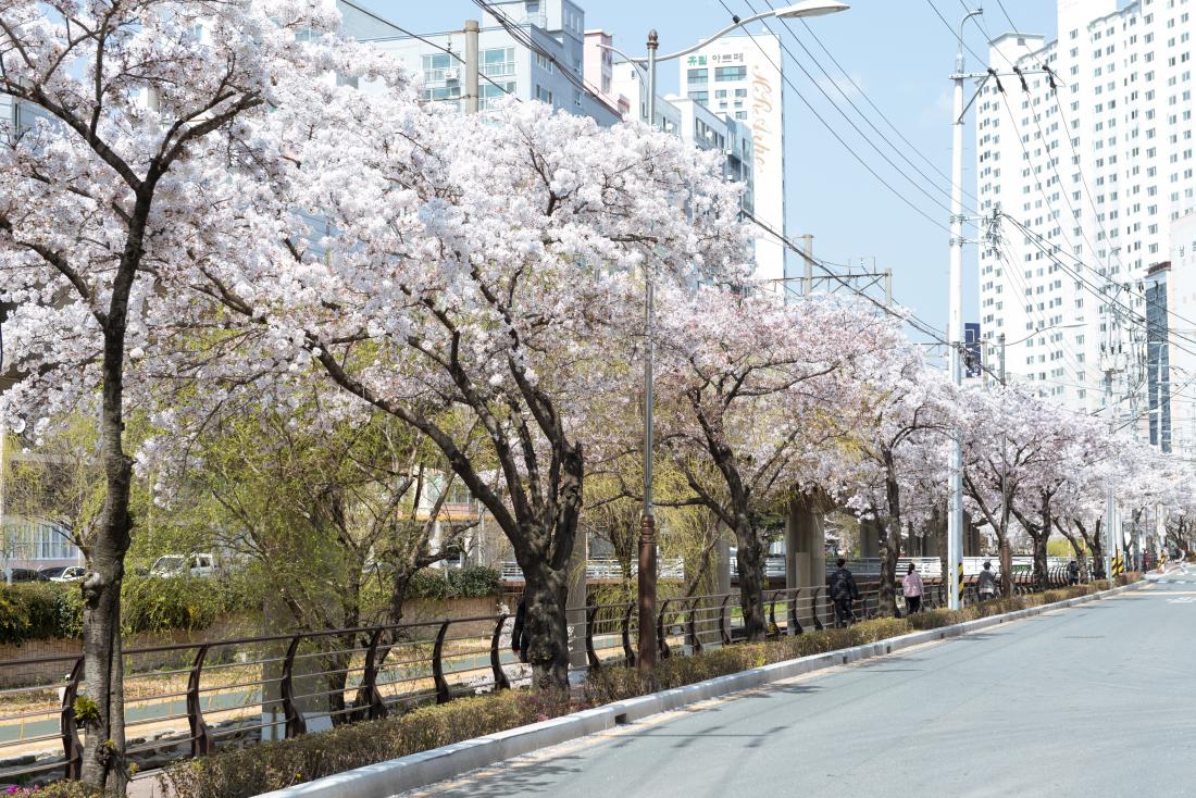 20220404_온천천의 봄_6.jpg
