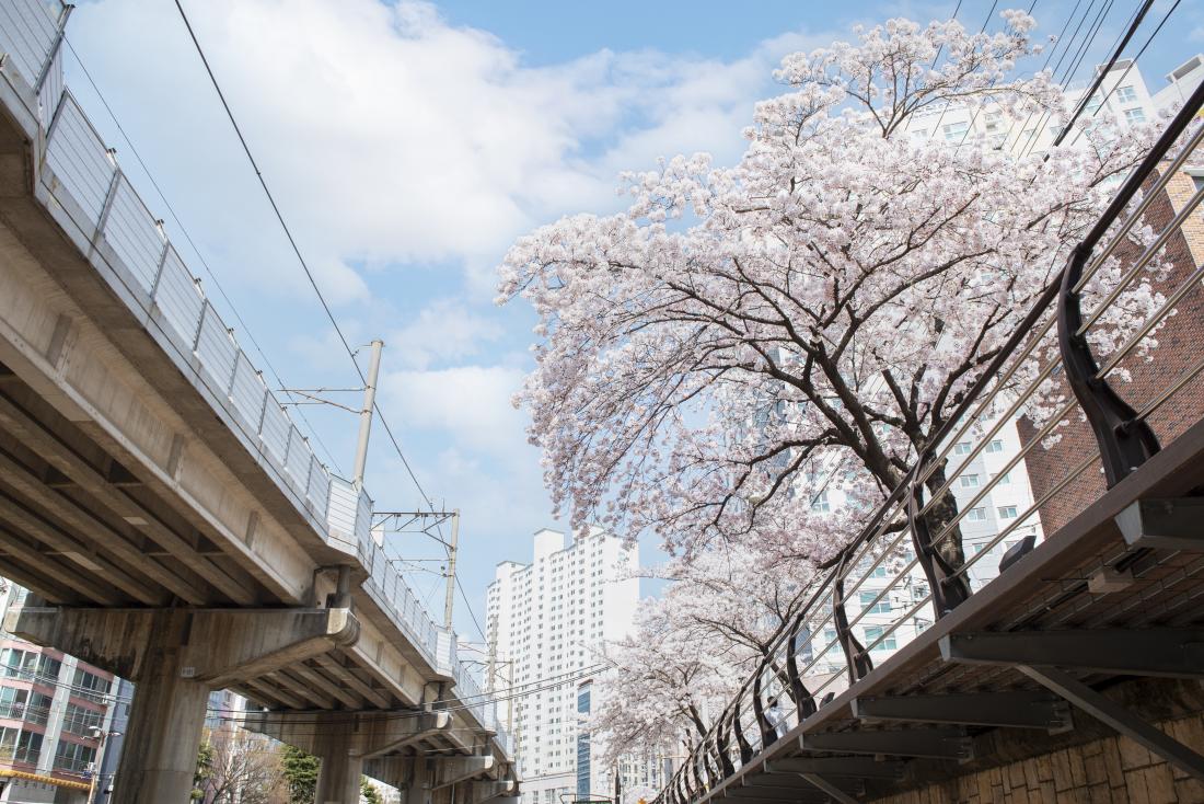 20220404_온천천의 봄_12.jpg