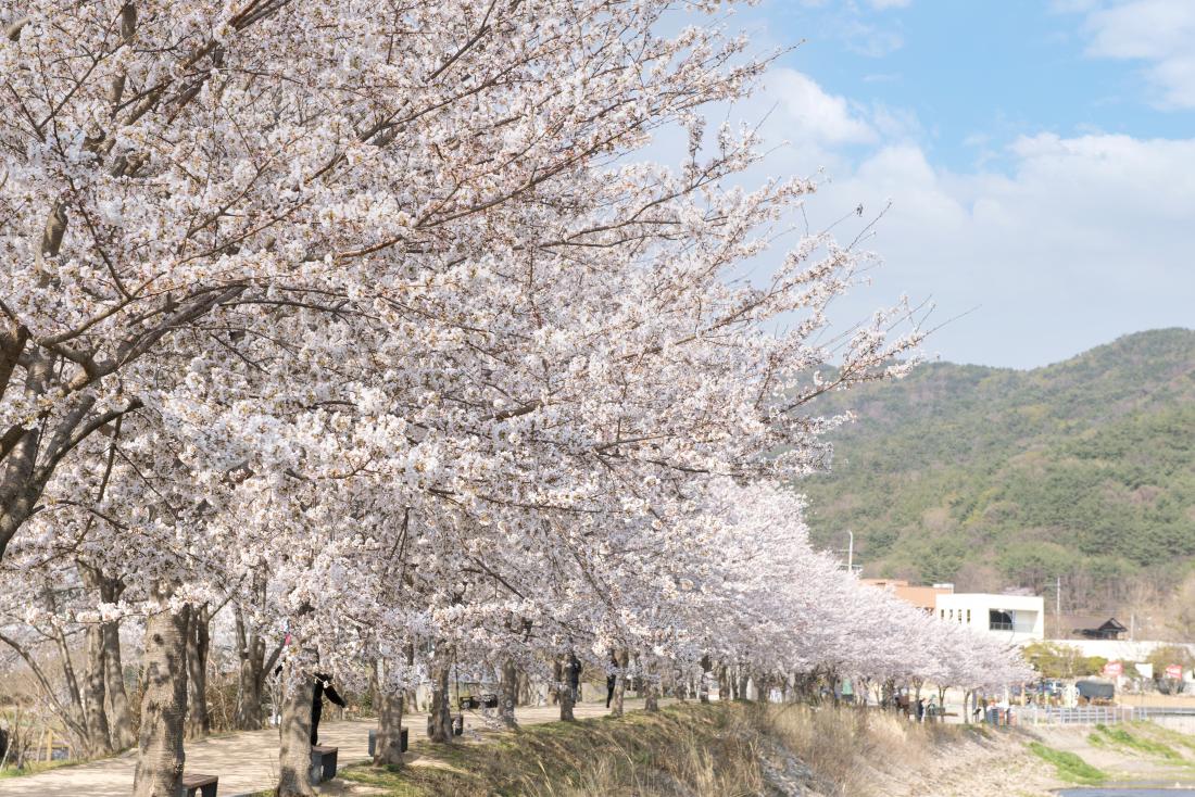 20220404_상현마을의 봄_16.jpg