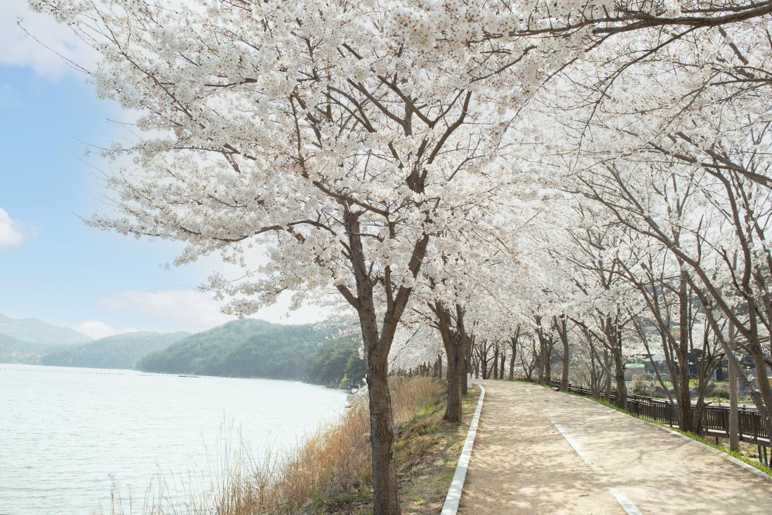 20220404_상현마을의 봄_12.jpg