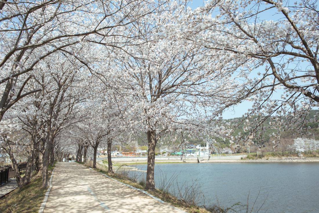 20220404_상현마을의 봄_14.jpg