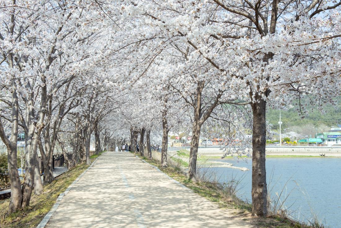 20220404_상현마을의 봄_10.jpg