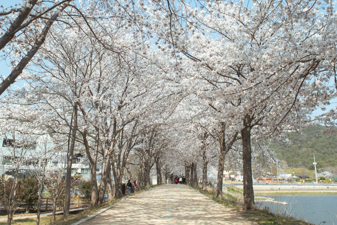 20220404_상현마을의 봄_9.jpg