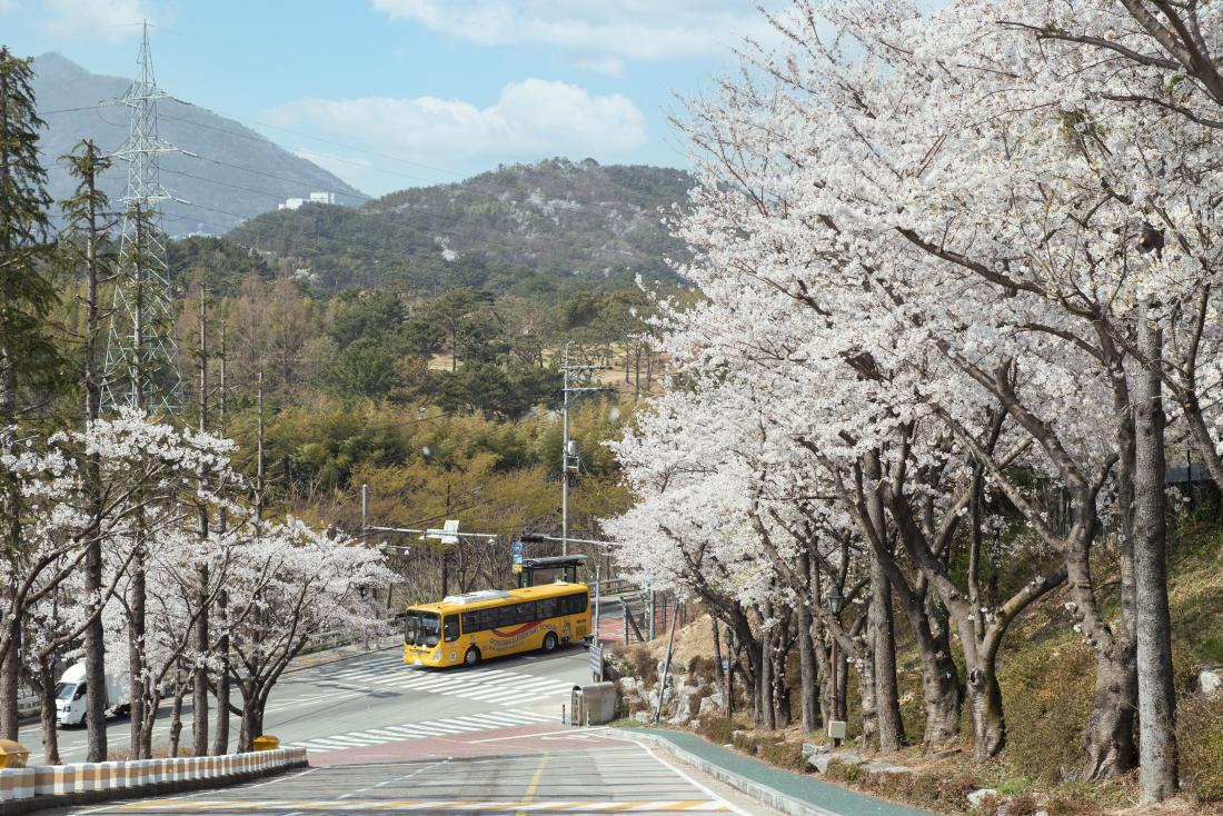 20220404_오륜동의 봄_4.jpg