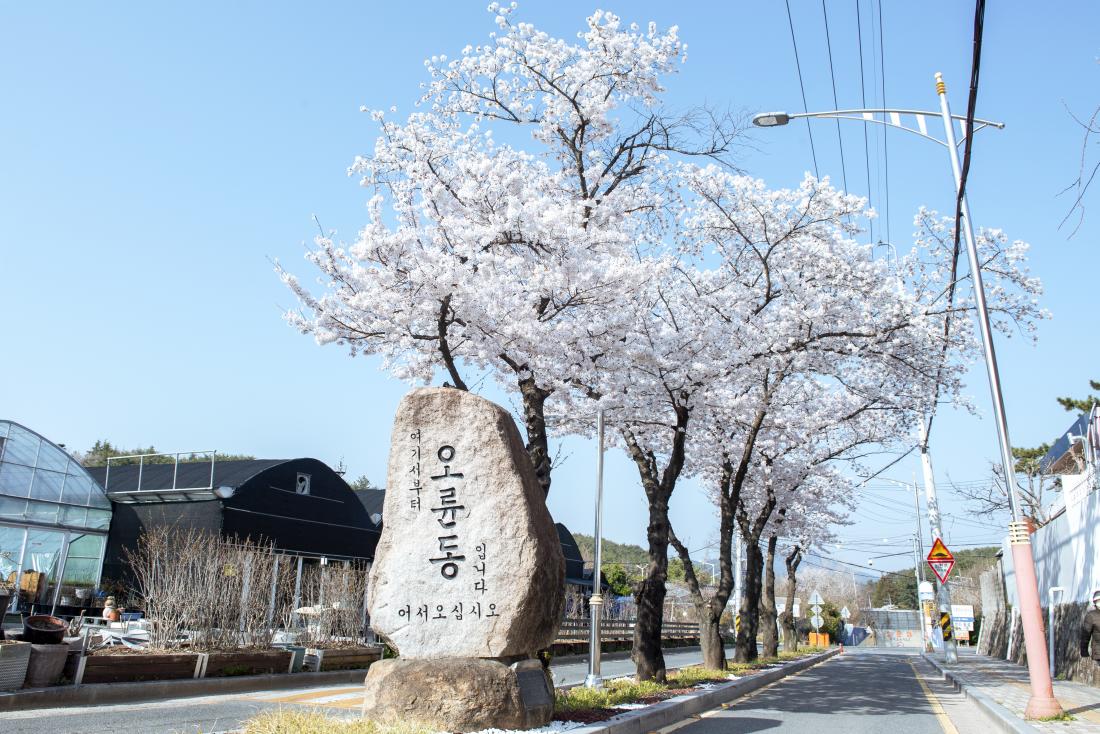 20220404_오륜동의 봄_1.jpg