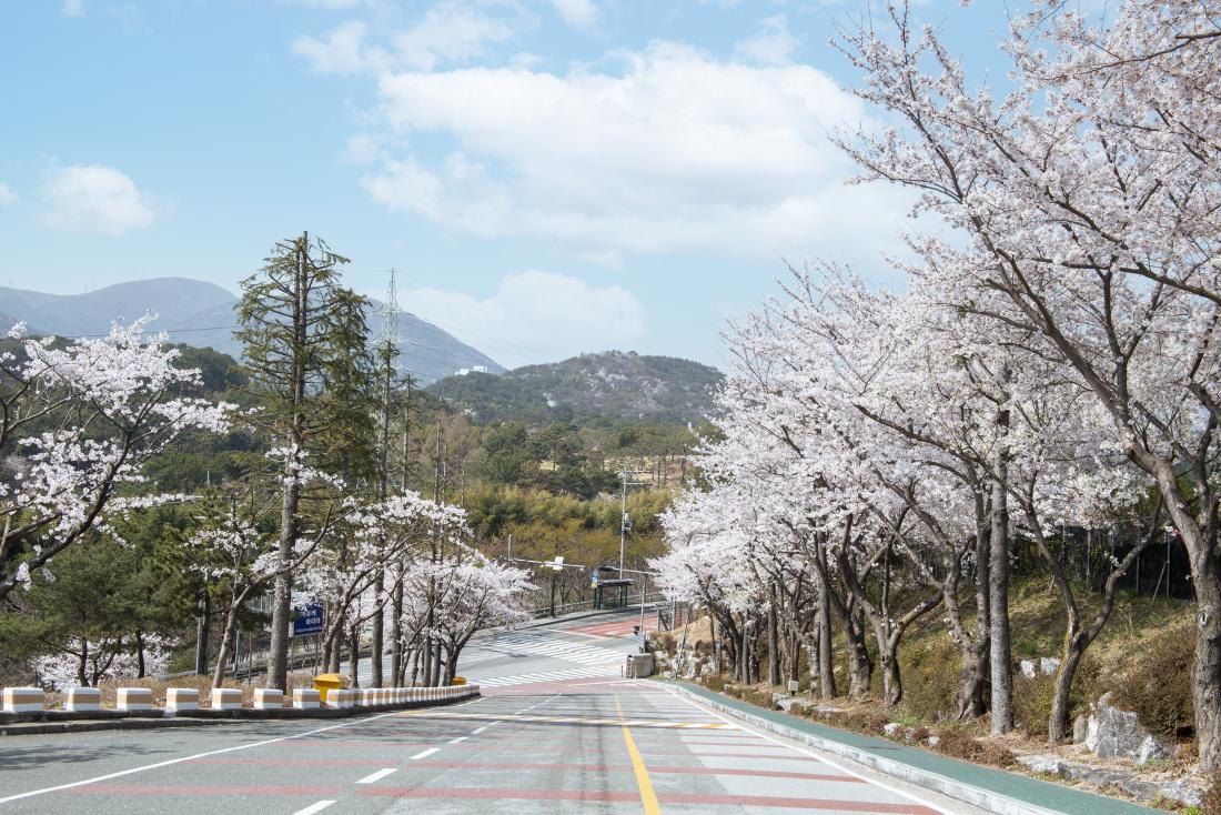 20220404_오륜동의 봄_2.jpg