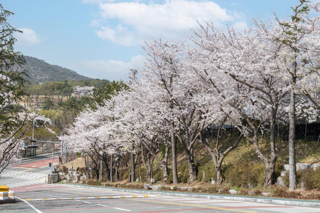 20220404_오륜동의 봄_3.jpg