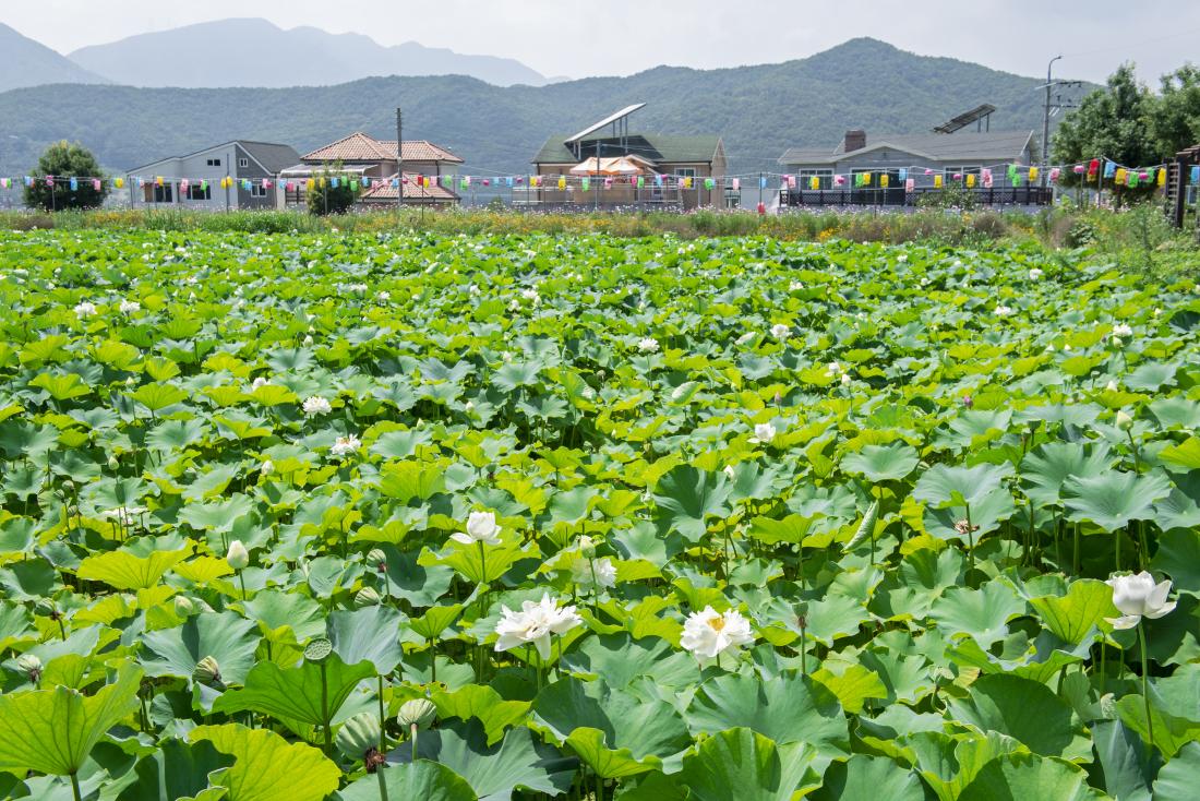 20220726_연꽃소류지_12.jpg