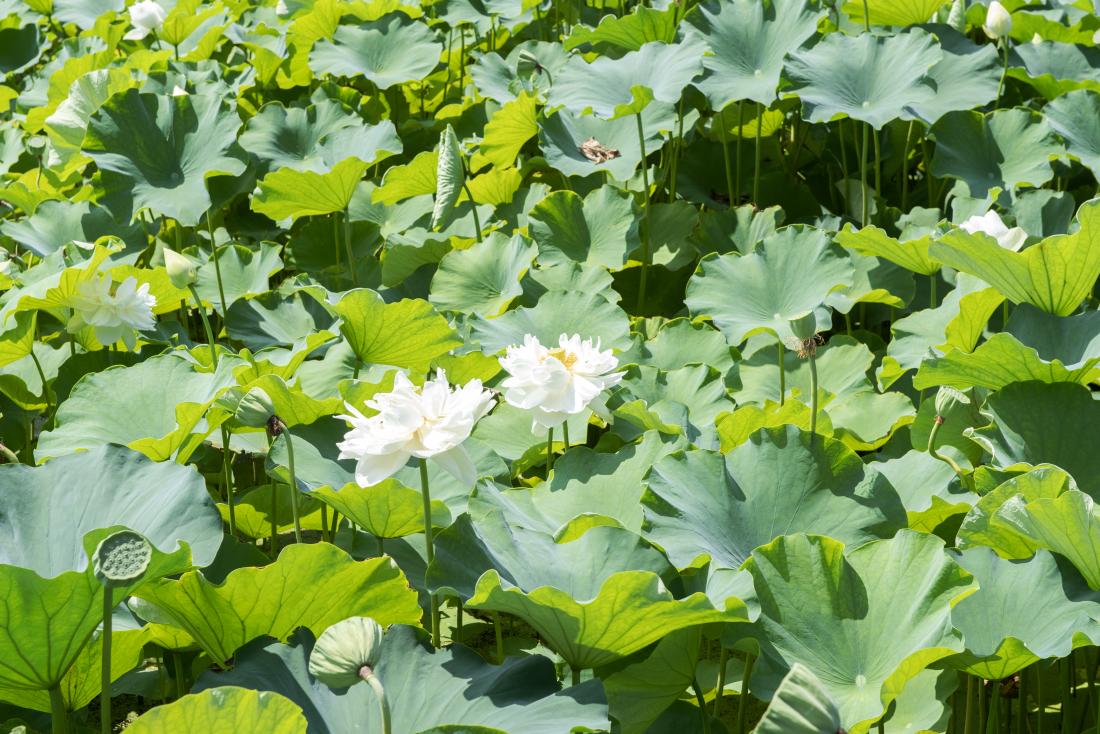 20220726_연꽃소류지_18.jpg