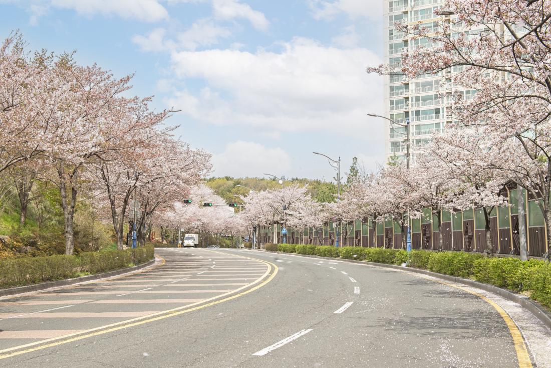 20210330_금정구 도로변 벚꽃풍경_9.jpg