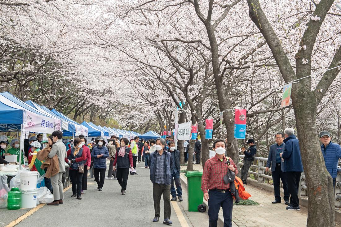 20230326_ 제7회 윤산 벚꽃 축제_19.jpg