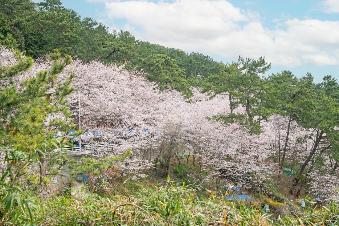 20230326_ 제7회 윤산 벚꽃 축제_12.jpg