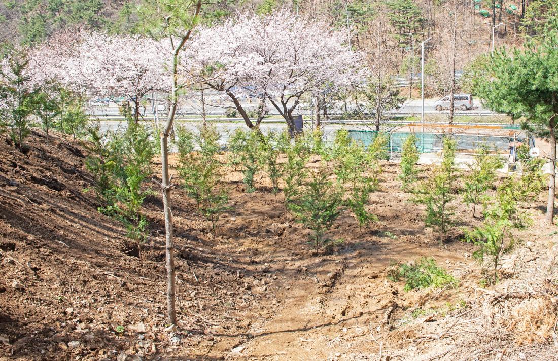 20230327_제78회 식목일 기념 나무심기 행사_35.jpg