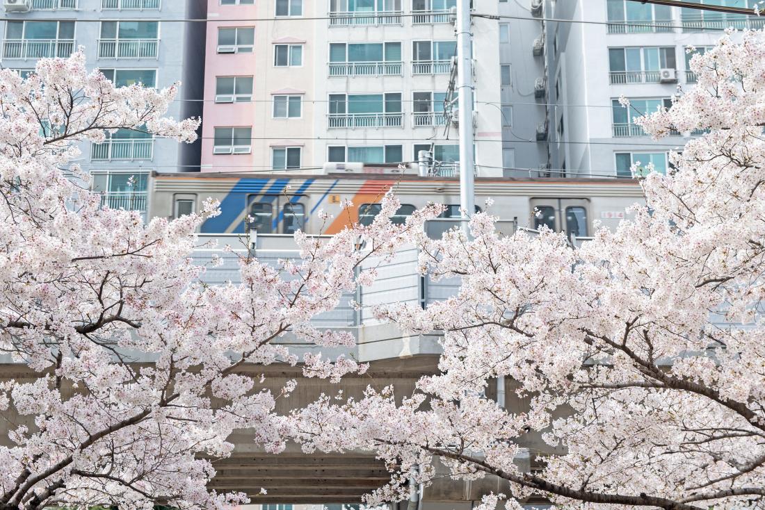 20230330_금정구 온천천의 봄_8.jpg