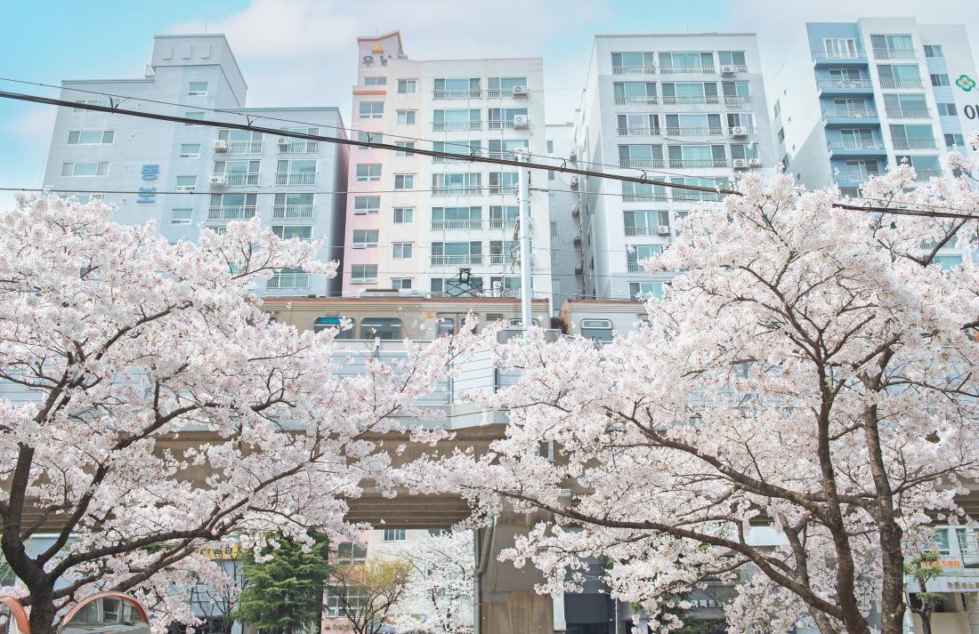 20230330_금정구 온천천의 봄_16.jpg