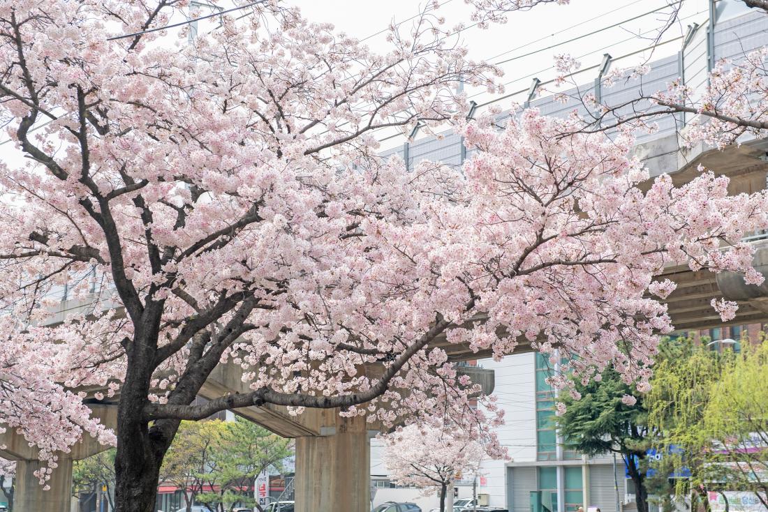 20230330_금정구 온천천의 봄_1.jpg