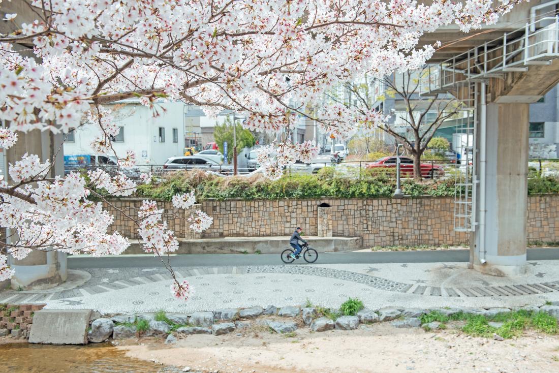 20230330_금정구 온천천의 봄_2.jpg