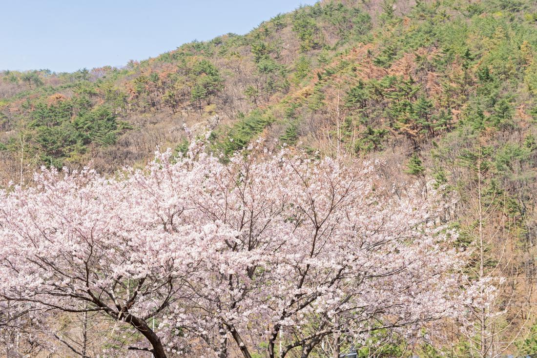 20230327_회동동 개좌로의 봄_6.jpg