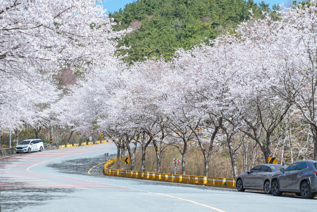 20230327_회동동 개좌로의 봄_2.jpg