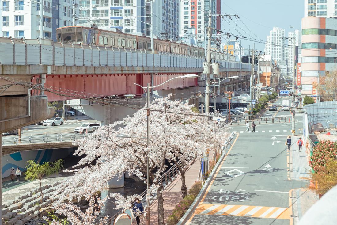 20230331_온천천의 봄_2.jpg