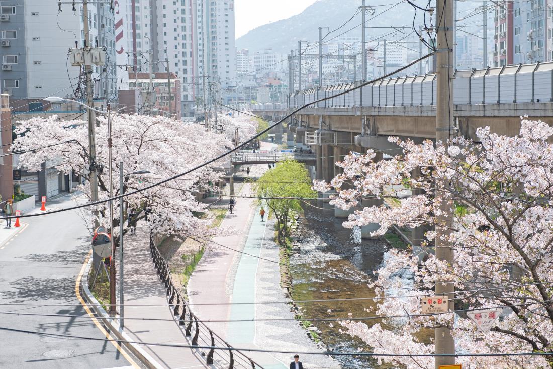 20230331_온천천의 봄_3.jpg