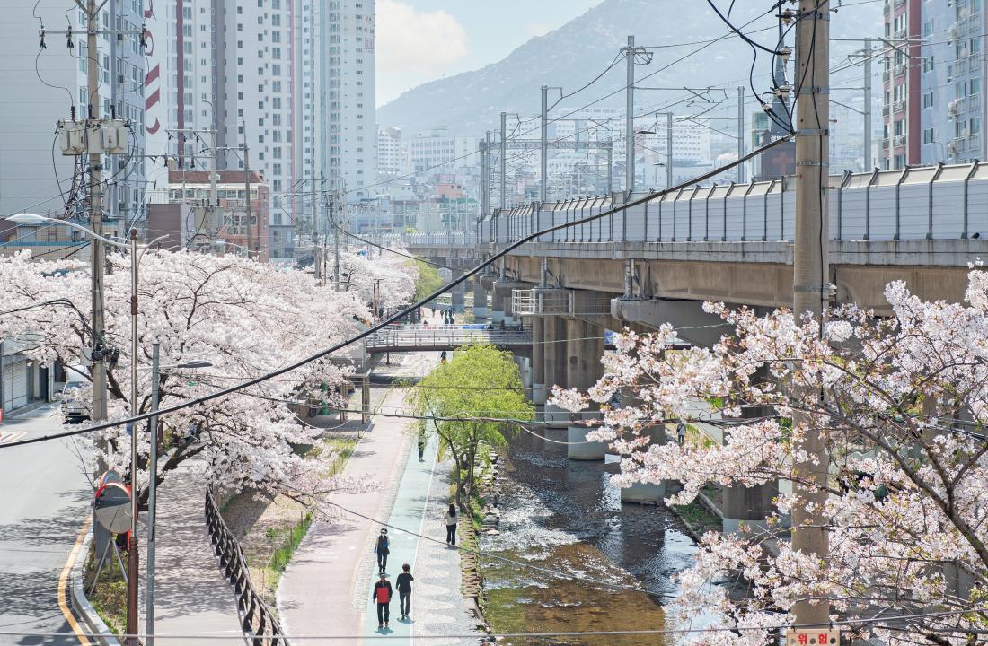 20230331_온천천의 봄_5.jpg