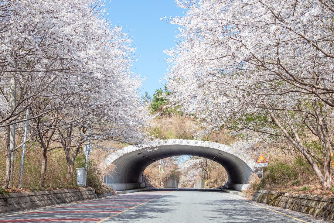 20250407_봄 풍경_1.jpg