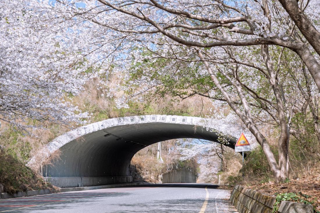 20250407_봄 풍경_2.jpg