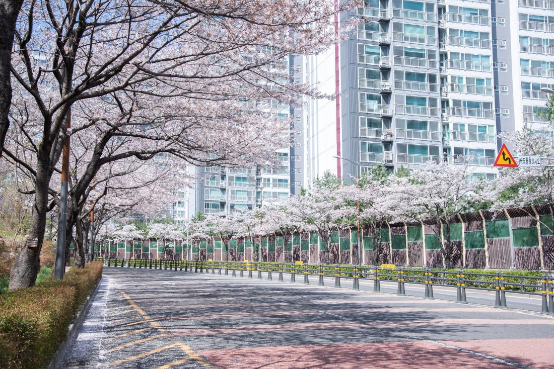 20250407_봄 풍경_6.jpg