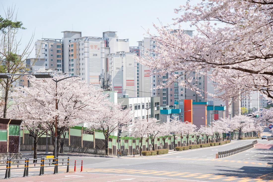 20250407_봄 풍경_8.jpg