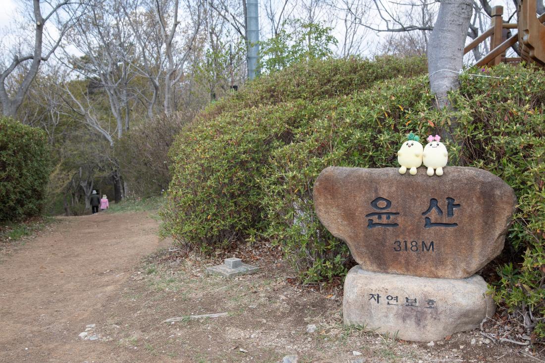 20250415_윤산 전망대_6.jpg