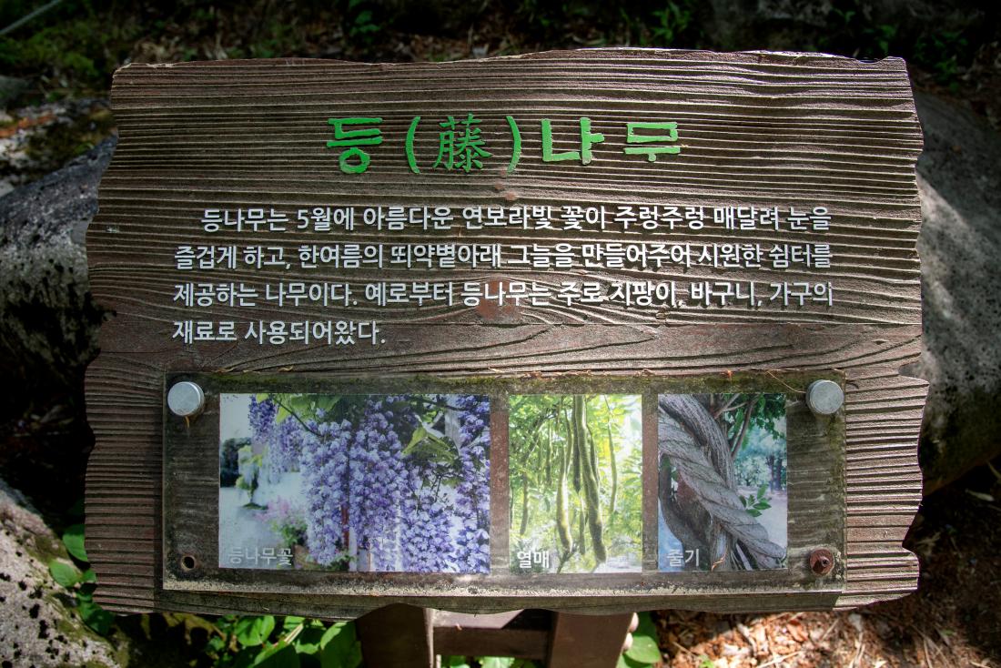 20250502_범어사 등나무 군락지_3.jpg