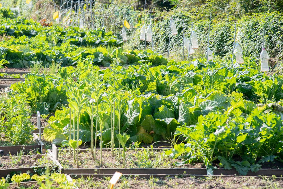 20251101_금정구 꼬마농부 체험 텃밭학교 졸업식_27.jpg