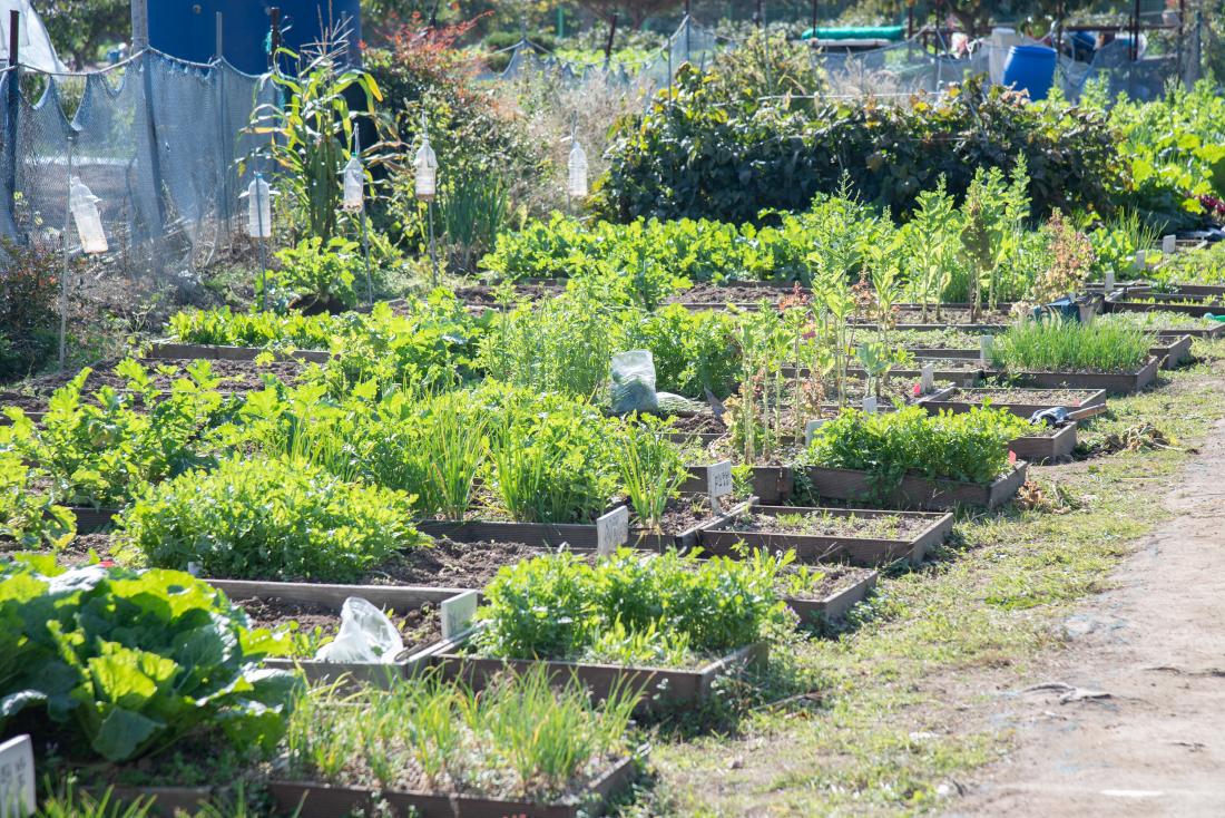 20251101_금정구 꼬마농부 체험 텃밭학교 졸업식_26.jpg