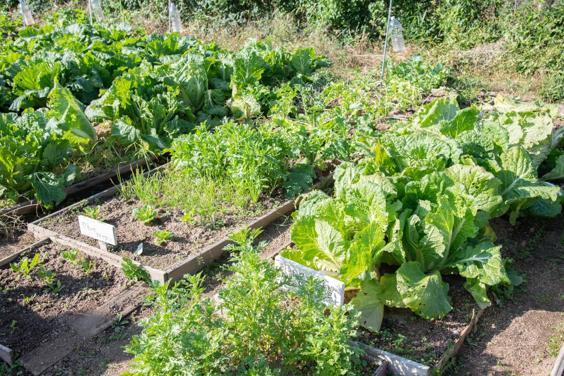 20251101_금정구 꼬마농부 체험 텃밭학교 졸업식_25.jpg