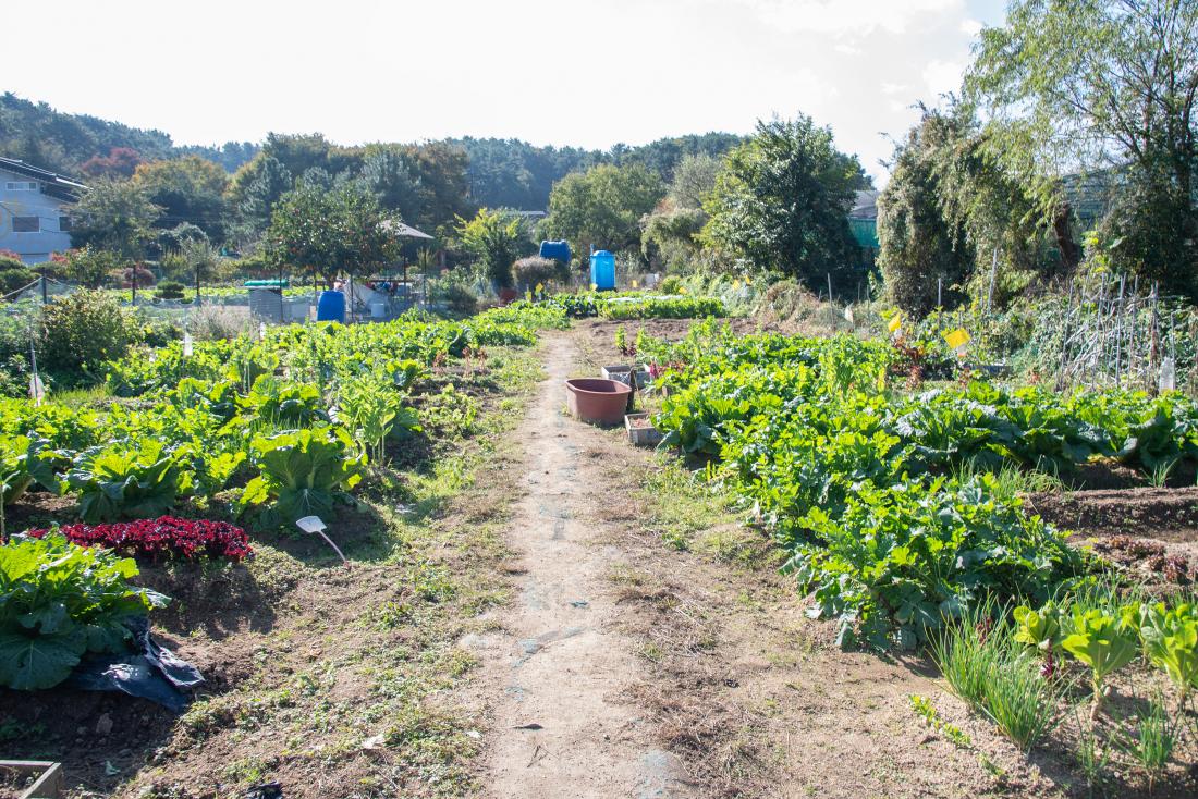 20251101_금정구 꼬마농부 체험 텃밭학교 졸업식_28.jpg