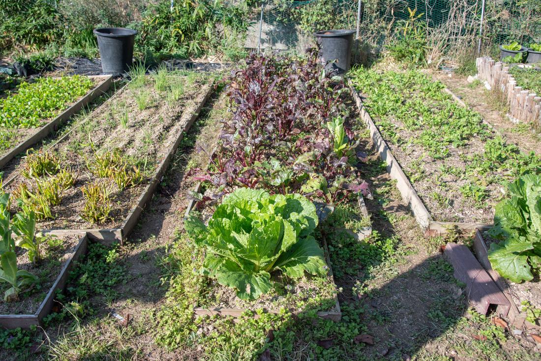 20251101_금정구 꼬마농부 체험 텃밭학교 졸업식_24.jpg