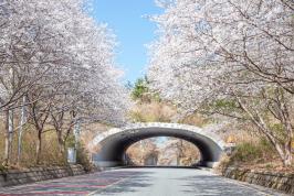 20250407_봄 풍경_1.jpg