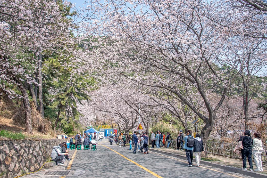20260329_제8회 윤산벚꽃축제_19.jpg