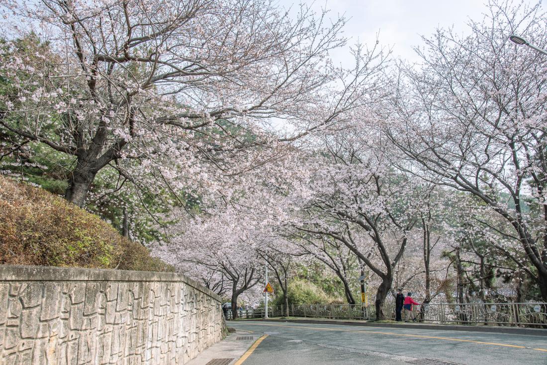 20260329_제8회 윤산벚꽃축제_21.jpg