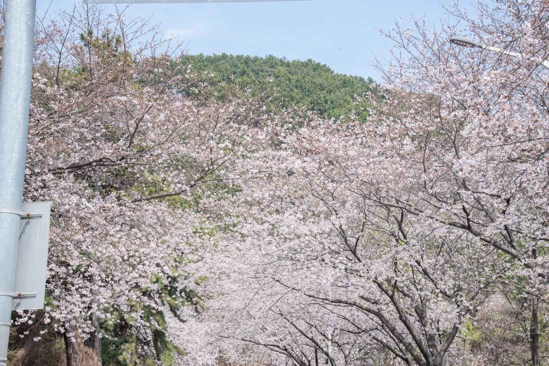 20260329_제8회 윤산벚꽃축제_20.jpg