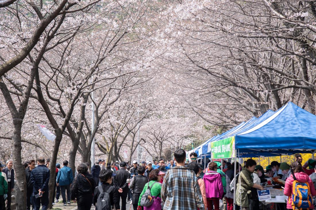 20260329_제8회 윤산벚꽃축제_18.jpg