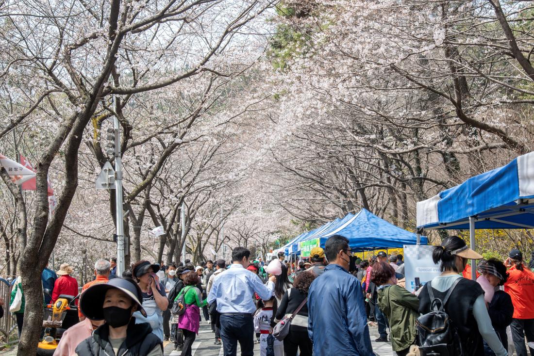 20260329_제8회 윤산벚꽃축제_17.jpg