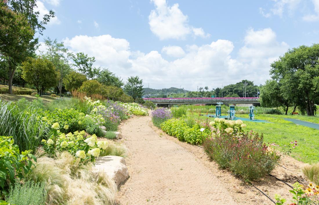 20260713_수영강 상류 수국정원_20.jpg