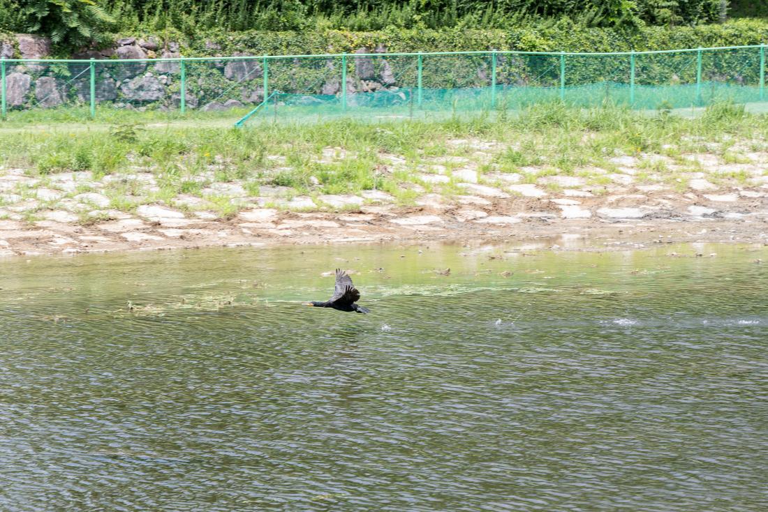 20260713_수영강 상류 수국정원_30.jpg